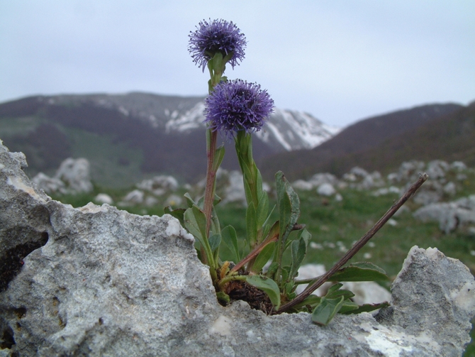 Globularia bisnagarica (=Globularia punctata) / Vedovelle dei prati